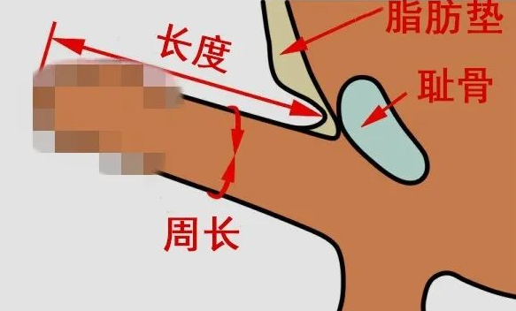都说自己18cm长，现实中就没几个！插图6