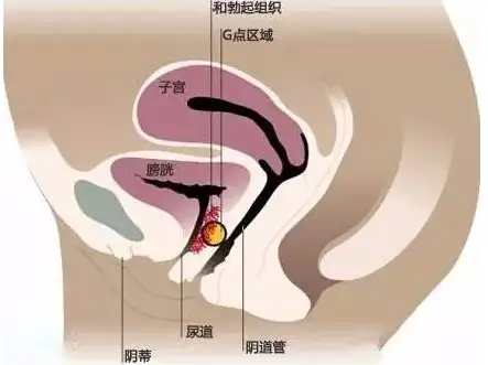 图解G位的精准位置插图2