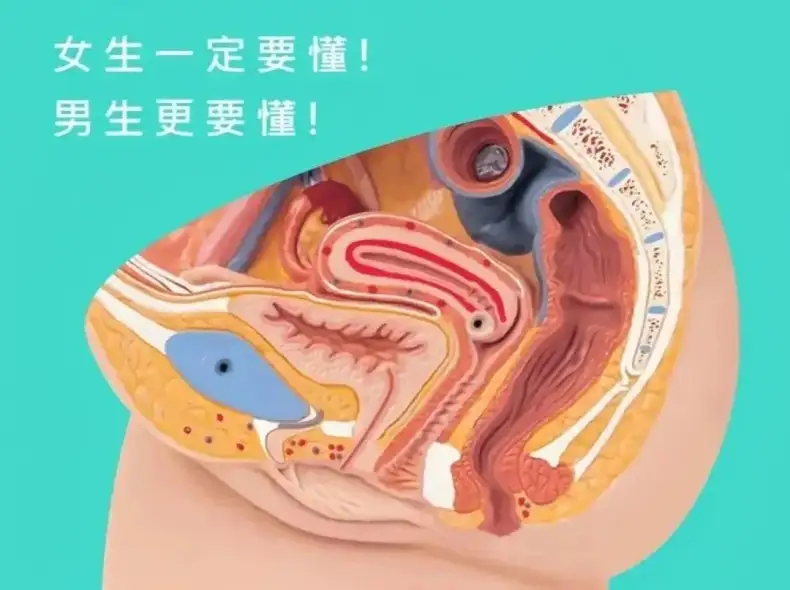 如何精准掌握敏感带,图解5个GC的情欲触点插图