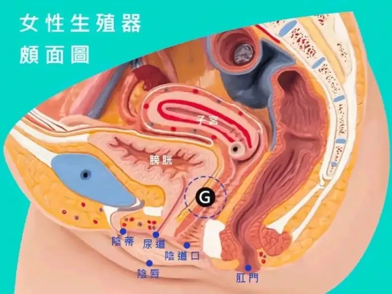 如何精准掌握敏感带,图解5个GC的情欲触点插图2