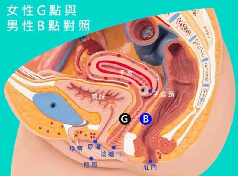 如何精准掌握敏感带,图解5个GC的情欲触点插图4