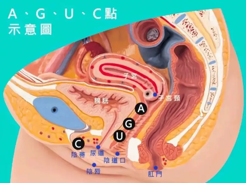 如何精准掌握敏感带,图解5个GC的情欲触点插图6
