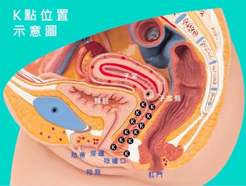 如何精准掌握敏感带,图解5个GC的情欲触点插图8