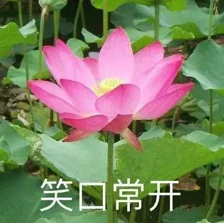 人生得意须尽欢，car震一次行不行？插图