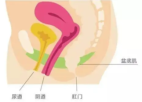老公说你「松」了？图解「凯格尔」缩阴训练法插图2