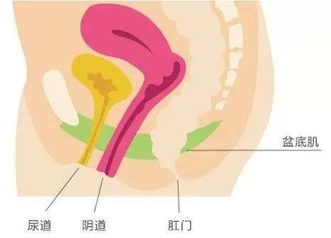 老公说你「松」了？图解「凯格尔」缩阴训练法插图2
