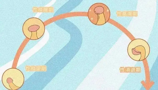 男生和女生，爱爱时谁更爽？插图8