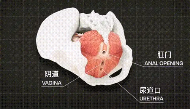动作幅度越“大”,女生就会越舒服吗?插图8
