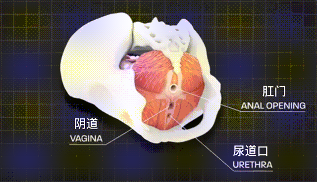 动作幅度越“大”,女生就会越舒服吗?插图8