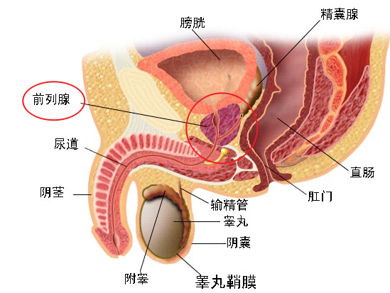 前列腺是什么？每个男生都该了解的常识！