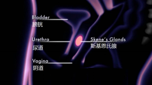 女性性奋时,真的会“喷”出液体吗?插图2