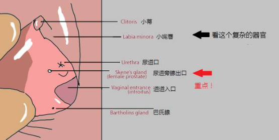 女性性奋时,真的会“喷”出液体吗?插图4