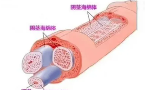 啪啪时，丁丁真的会被女生“坐断”吗?
