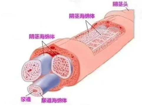 啪啪时，丁丁真的会被女生“坐断”吗?插图