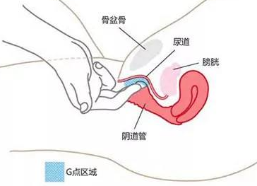 女生的G点愉悦真那么爽吗
