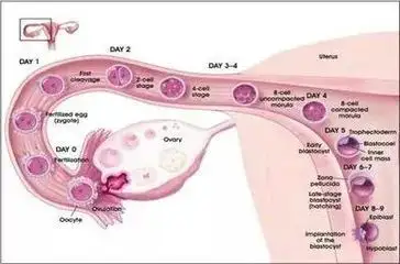 女性安全期避孕真的安全吗?看完你就知道了插图