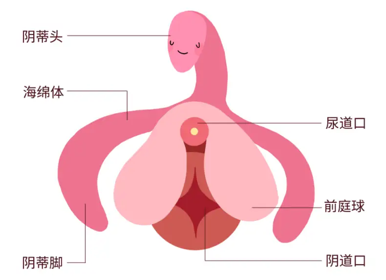 关于女性小豆豆的秘密......插图2