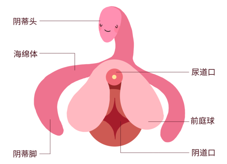 关于女性小豆豆的秘密......插图2