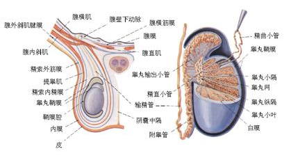 男人蛋蛋越大，床上的性能力越强？插图2