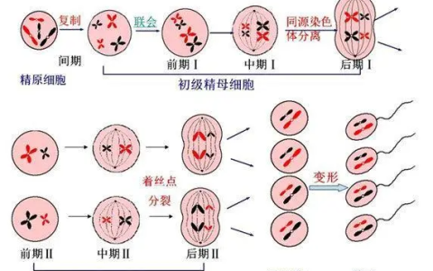 精子是怎么形成的呢