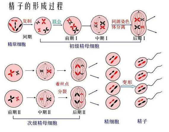 精子是怎么形成的呢插图