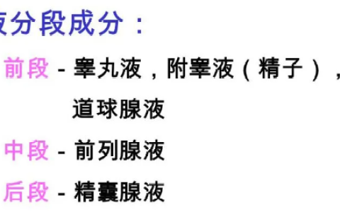 精液是由什么构成的