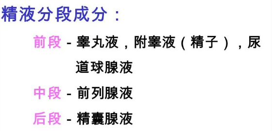 精液是由什么构成的插图